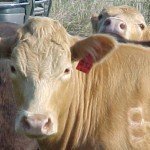 The brand is dead! Long live the brand!